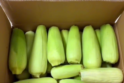 ​玉米如何保存最新鲜？教你正确做法，放一年都新鲜