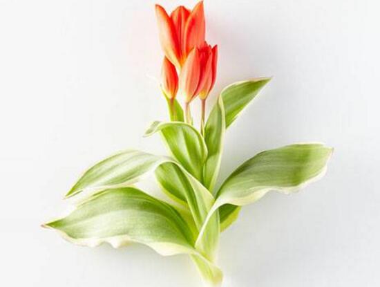 郁金香叶子发黄怎么办(郁金香叶子发黄的原因)