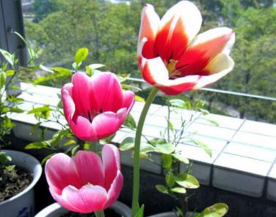 郁金香叶子发黄怎么办(郁金香叶子发黄的原因)