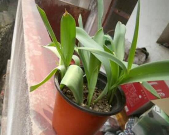 郁金香叶子发黄怎么办(郁金香叶子发黄的原因)