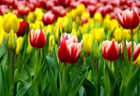 郁金香叶子发黄怎么办(郁金香叶子发黄的原因)