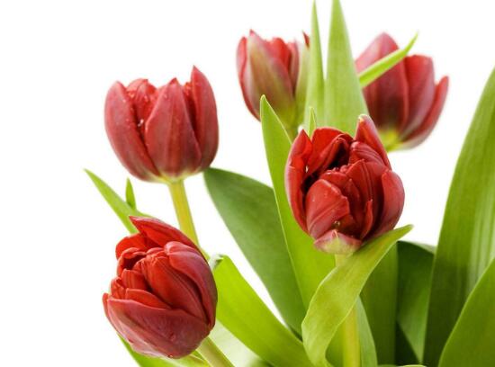 郁金香叶子发黄怎么办(郁金香叶子发黄的原因)