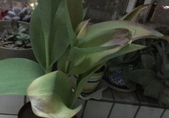 郁金香叶子发黄怎么办(郁金香叶子发黄的原因)