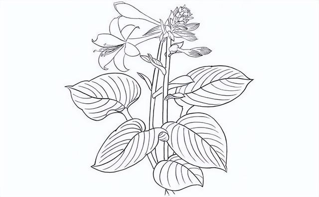 白描画简单易学（白描画技法）(2)