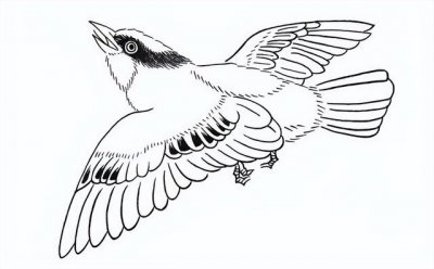 ​白描画简单易学（白描画技法）