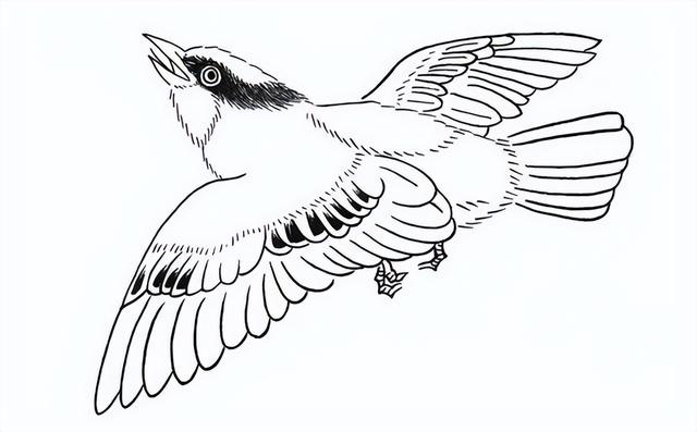 白描画简单易学（白描画技法）(1)