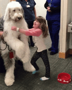 ​古牧为什么是禁养犬类（古牧值得购买在家里养吗）