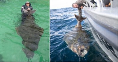 ​男子钓到巨型比目鱼 身长2.1米重达到362斤