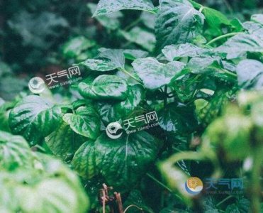 ​梅雨季节是几月份（梅雨季节什么时候）