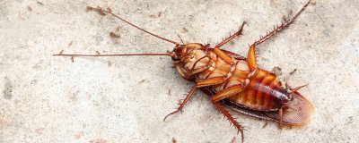 ​小黑点是不是蟑螂卵