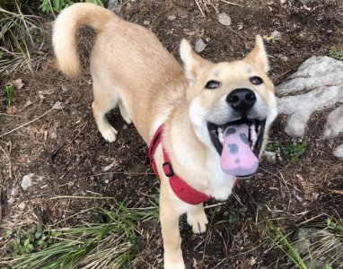 ​“土狗”适合当“宠物狗”养吗？亲身经历告诉你答案