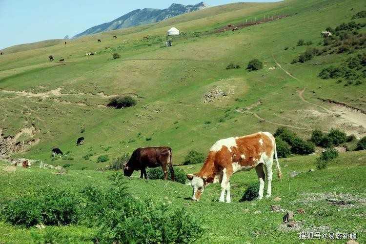 野望(王绩《野望》鉴赏)