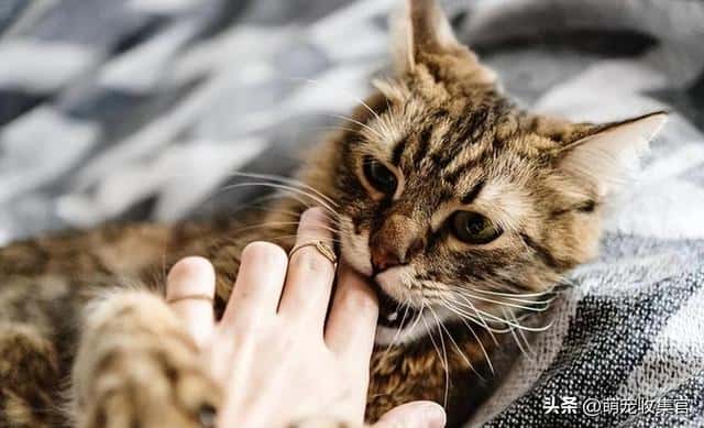 猫是真咬还是假咬（猫咪真咬和假咬区别）