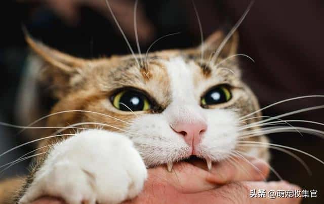 猫是真咬还是假咬（猫咪真咬和假咬区别）