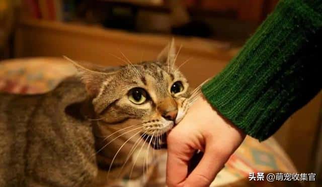 猫是真咬还是假咬（猫咪真咬和假咬区别）