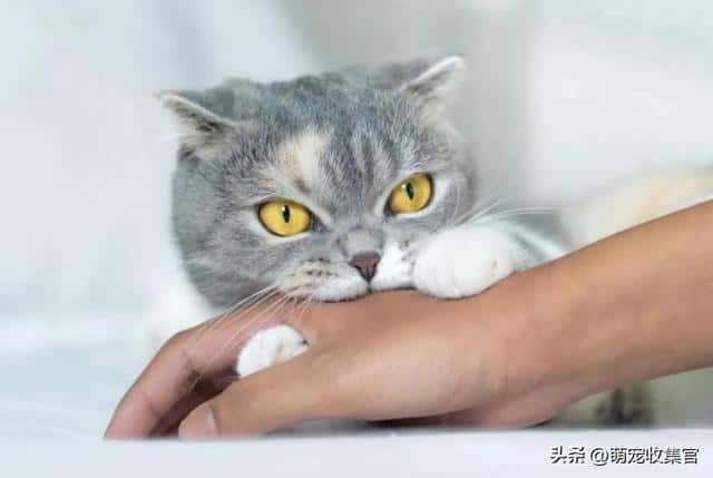 猫是真咬还是假咬（猫咪真咬和假咬区别）