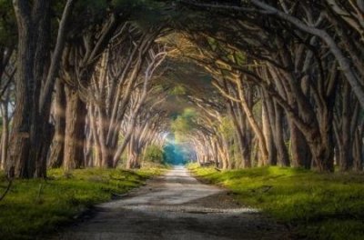 ​和暹罗猫通灵