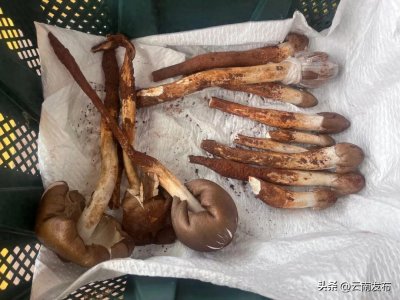 ​昆明木水花市场鸡枞上市啦