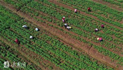 ​图说｜沭阳：养殖豆丹促增收