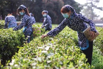 ​向世界打开，美丽江苏春景图丨扬州鉴真路“樱花大道”千株樱花绽放