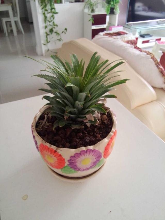 买来的菠萝除了吃还可以做盆栽!放水里一周就能生根发芽了!