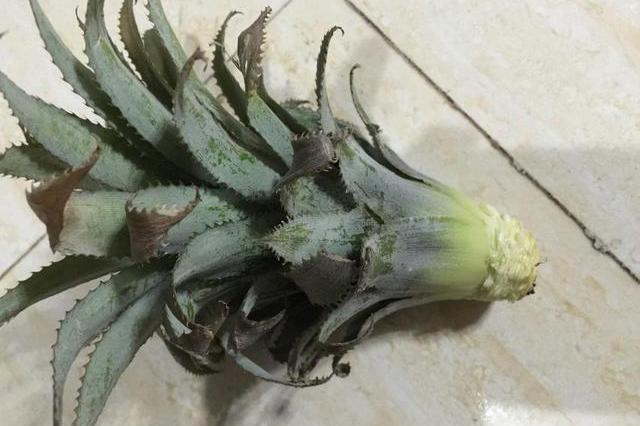 买来的菠萝除了吃还可以做盆栽!放水里一周就能生根发芽了!