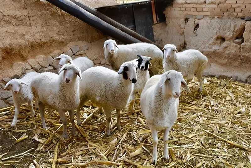 养羊50只一年赚多少钱(养羊50只一年赚多少钱)