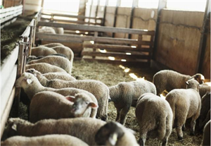 养羊50只一年赚多少钱(养羊50只一年赚多少钱)