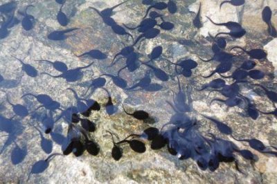 ​玛雅人文化之谜玛雅人文化成就