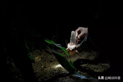 ​山东农田随处可见蟋蟀，但最贵一只卖出11万，到底什么样的值钱？