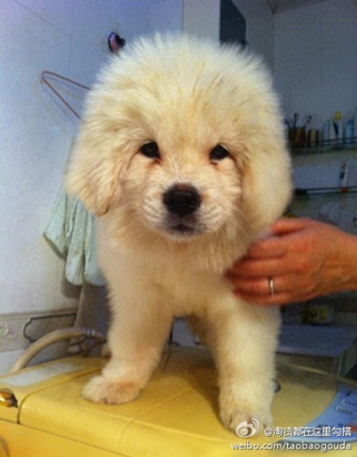 洁白如雪，7大藏獒最漂亮的雪獒，一条纯种价值7位数