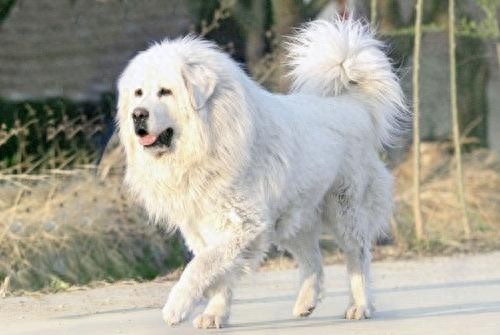 洁白如雪，7大藏獒最漂亮的雪獒，一条纯种价值7位数