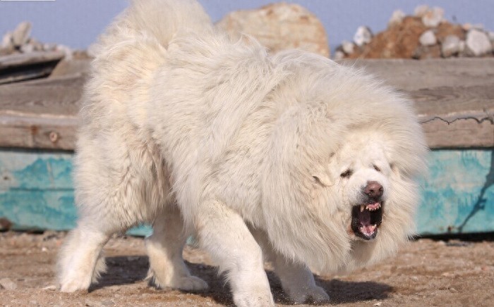 洁白如雪，7大藏獒最漂亮的雪獒，一条纯种价值7位数