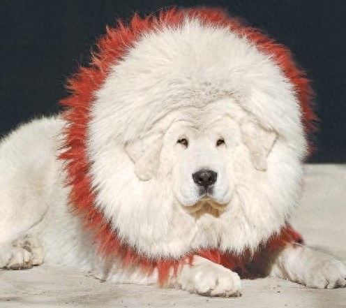 洁白如雪，7大藏獒最漂亮的雪獒，一条纯种价值7位数