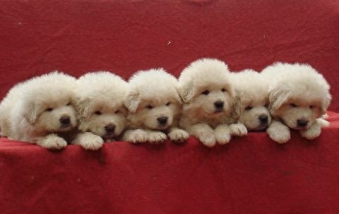 洁白如雪，7大藏獒最漂亮的雪獒，一条纯种价值7位数