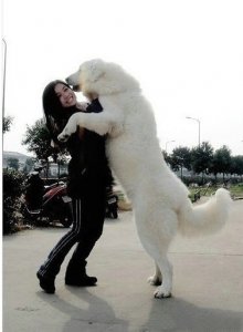 ​洁白如雪，7大藏獒最漂亮的雪獒，一条纯种价值7位数