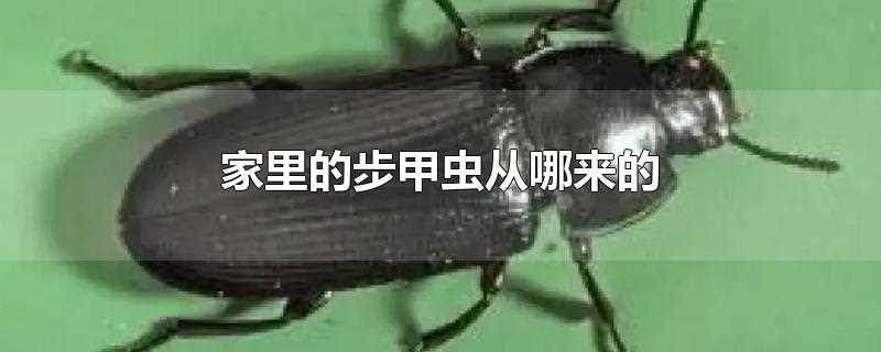 家里的步甲虫从哪来的(步甲虫和虎甲虫有什么区别)