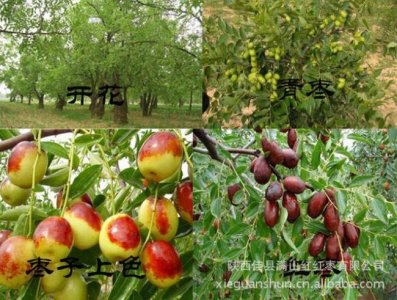 ​陕北地区为什么大量种植红枣