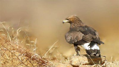 ​鹰是不是动物 属于鹰的鸟有哪些