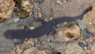 ​娃娃鱼是哺乳动物吗