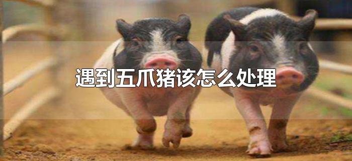遇到五爪猪该怎么处理