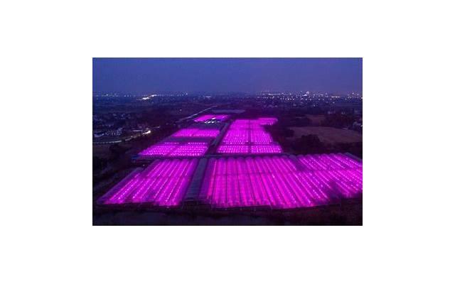 你喜欢什么语言(你喜欢什么植物) 你喜欢什么语言(你喜欢什么植物)