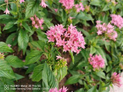 ​五星花的种植方法