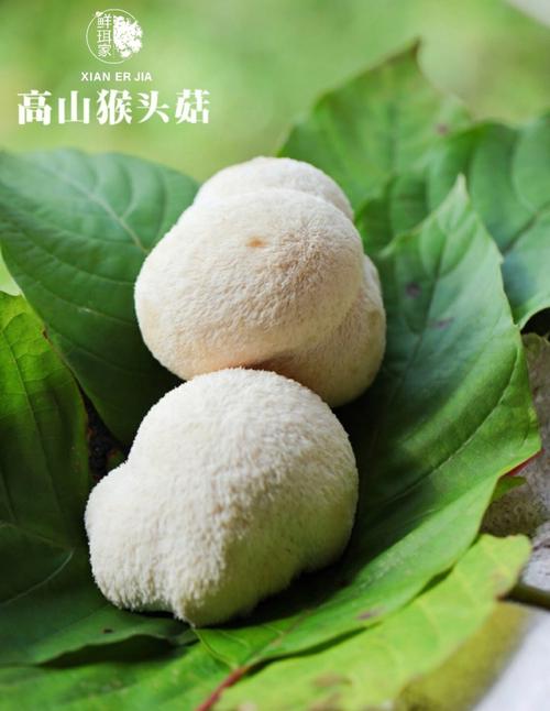 猴头菇产地(猴头菇是哪里的特产?)