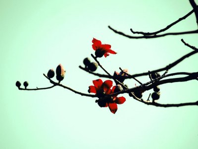 ​木棉扦插方法，扦插苗要多久开花