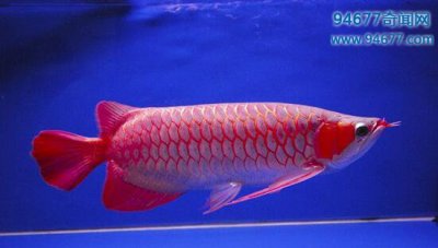 ​世界上最贵的鱼——血红龙（价值高达500万还不能吃）