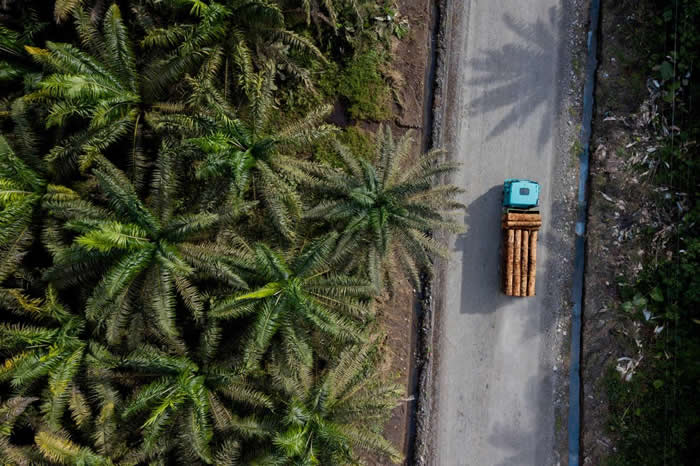 根据联合国粮农组织与世界银行于2006年发布的一份报告,厄瓜多的森林砍伐率在全世界排名第九,是南美洲排名最高的国家。厄瓜多也是拉丁美洲第二大油棕生产国,在全球排