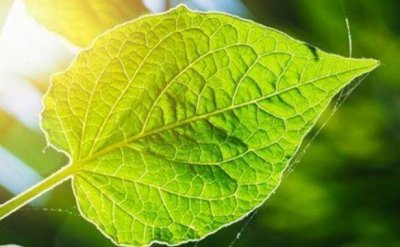 ​世界上最神奇的动物，可以进行光合作用，一生仅需进食一次