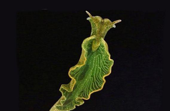 世界上最神奇的动物,可以进行光合作用,一生仅需进食一次