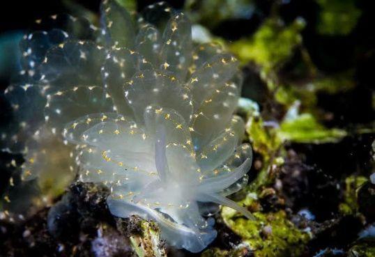 世界上最神奇的动物,可以进行光合作用,一生仅需进食一次